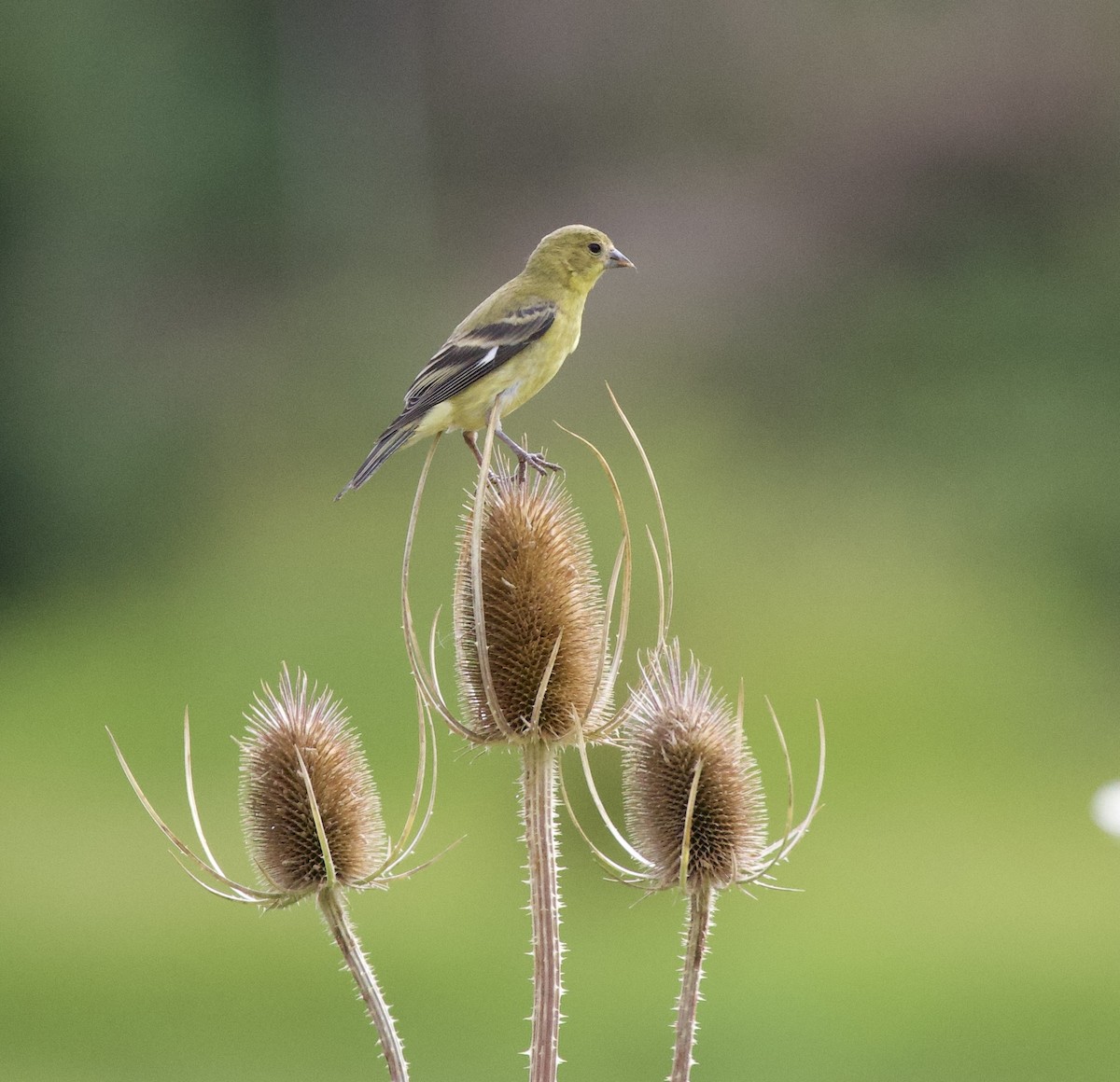 Lesser Goldfinch - ML646405205