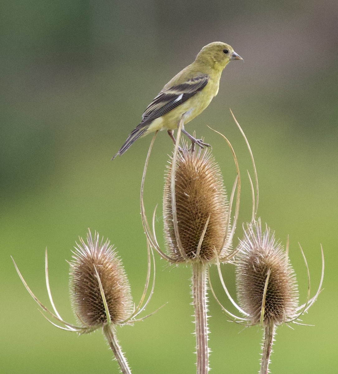 Lesser Goldfinch - ML646405206
