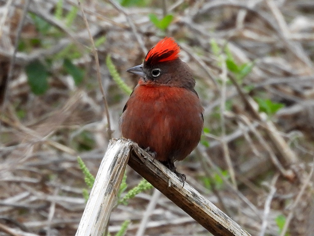 Red-crested Finch - ML646405212
