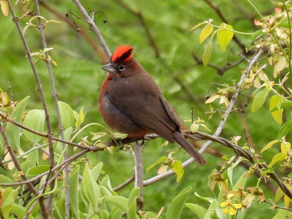 Red-crested Finch - ML646405213