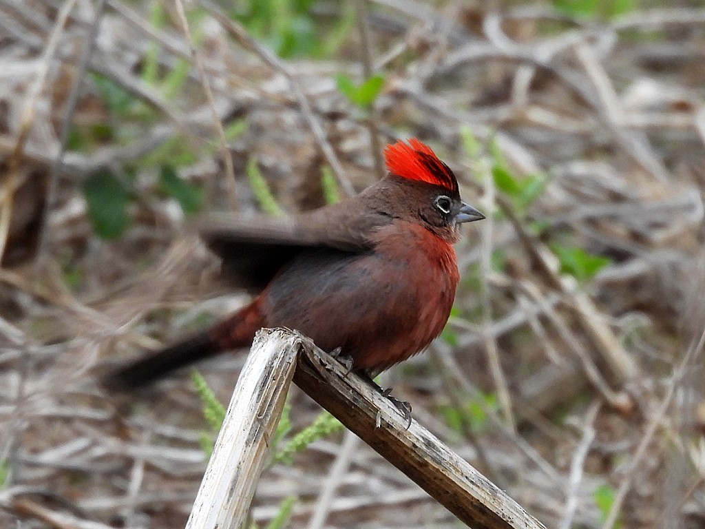 Red-crested Finch - ML646405214