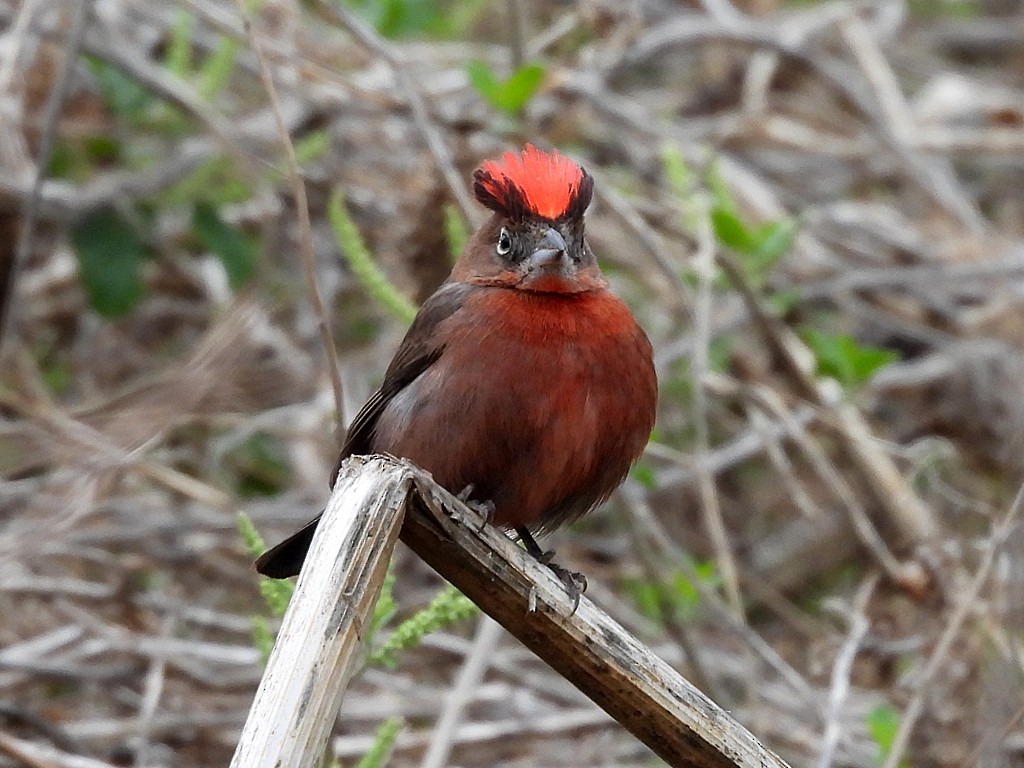 Red-crested Finch - ML646405215