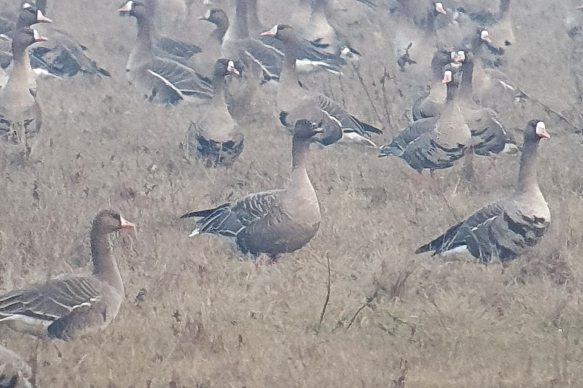 Pink-footed Goose - ML646405216