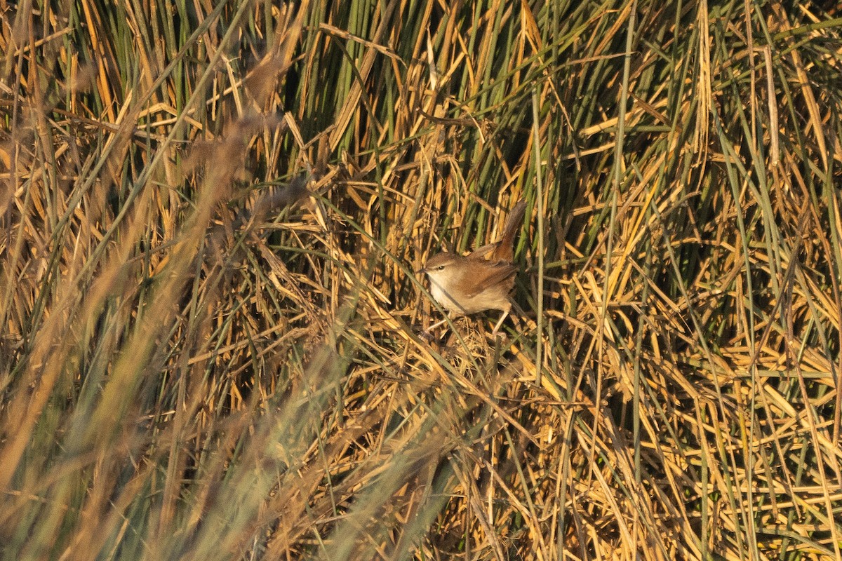 Cetti's Warbler - ML646405217