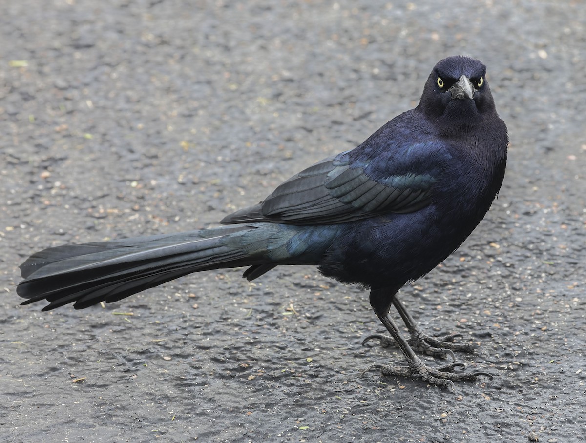 vlhovec velkoocasý - ML646405218