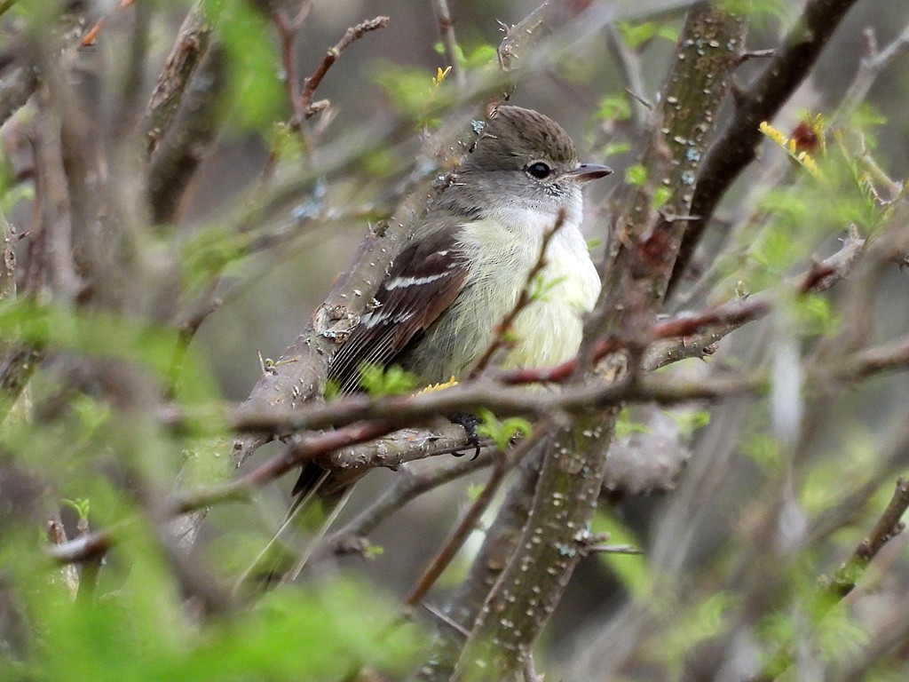 ミナミヤブハエトリ - ML646405219