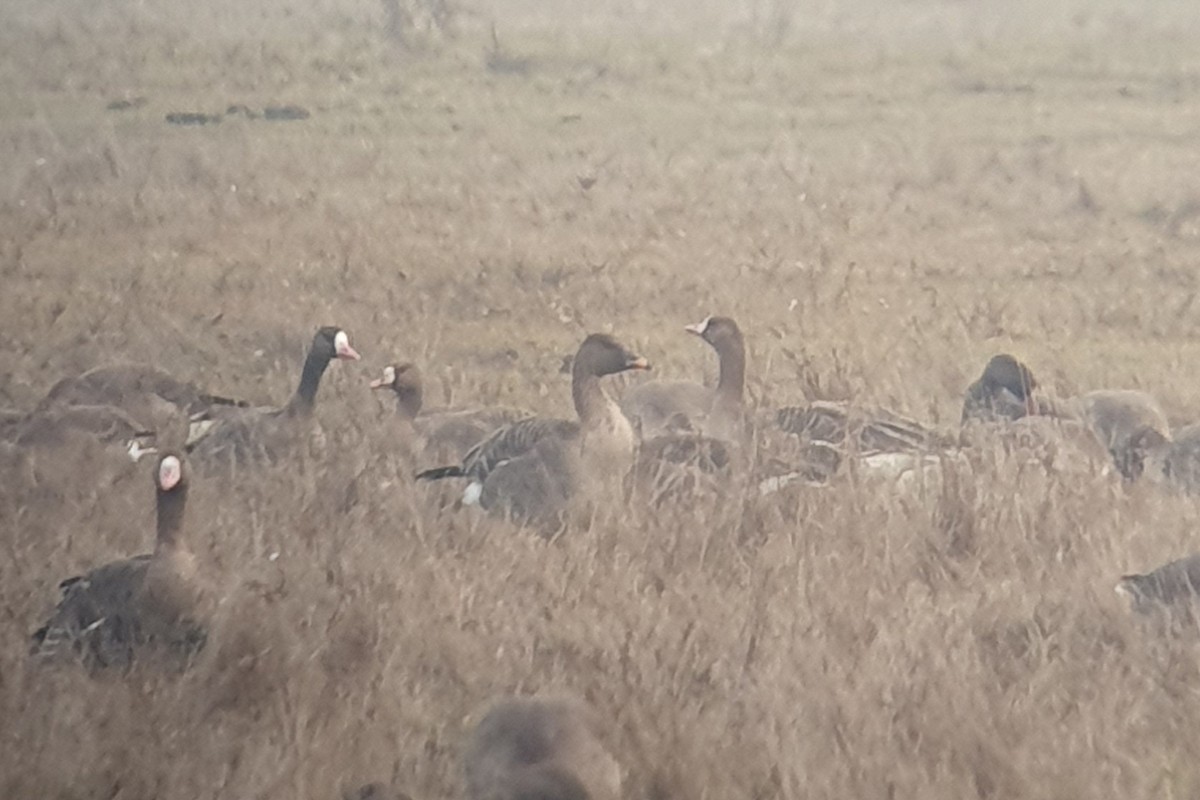 Tundra Bean-Goose - ML646405220