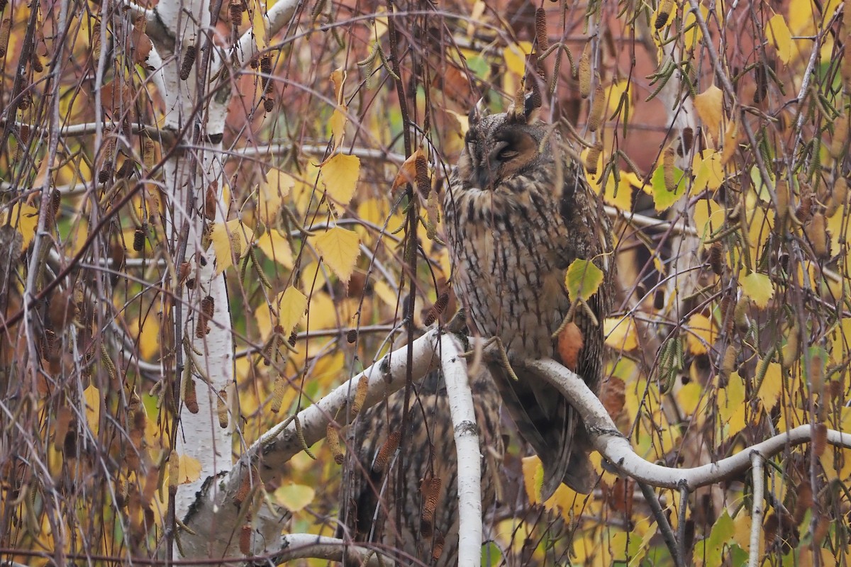 Long-eared Owl (Eurasian) - ML646405224