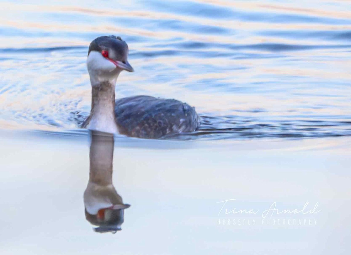 Ухаа шунгуур - ML646405226