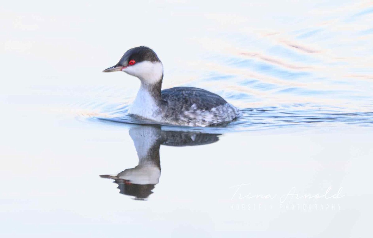 Ухаа шунгуур - ML646405228