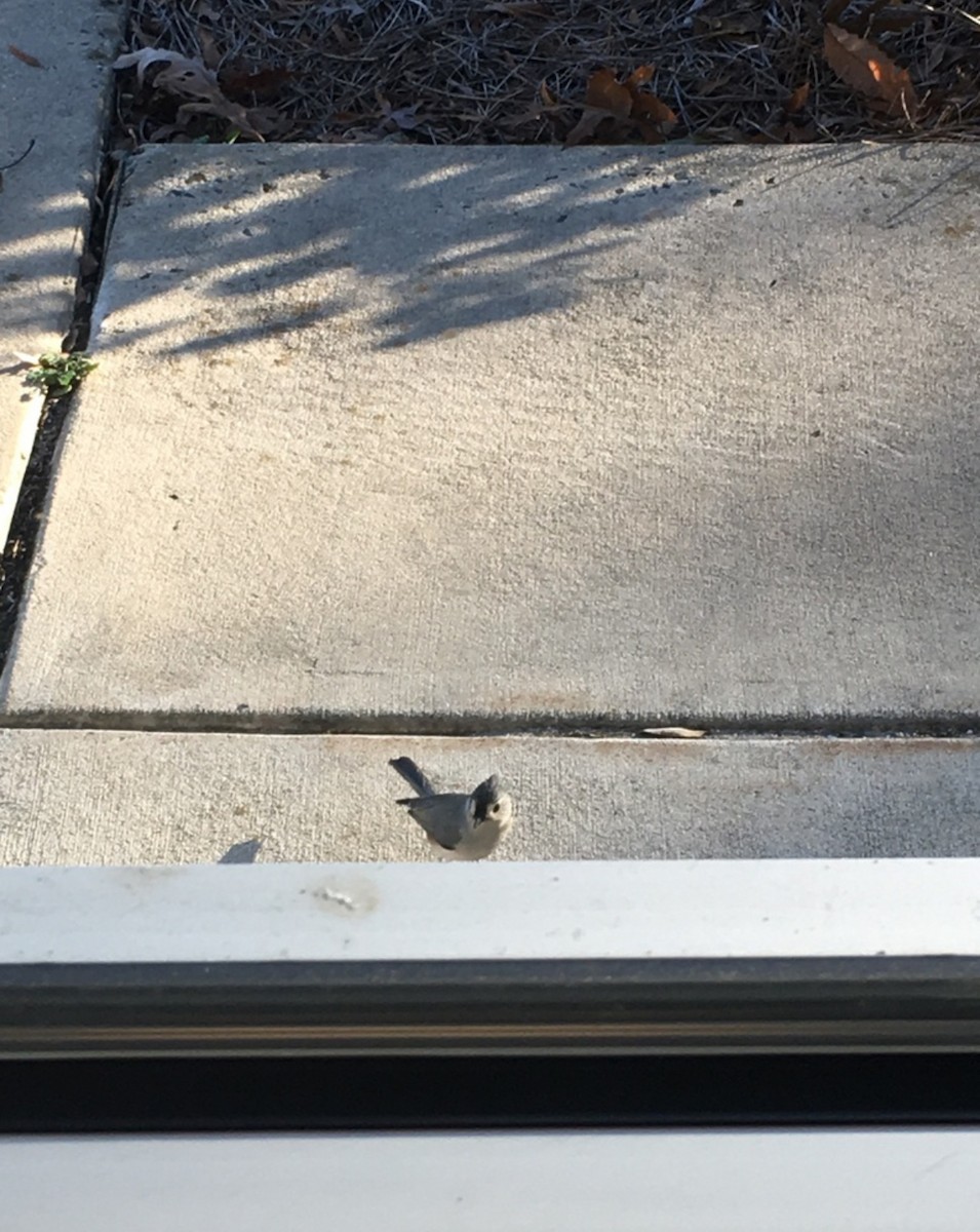 Tufted Titmouse - ML646405230