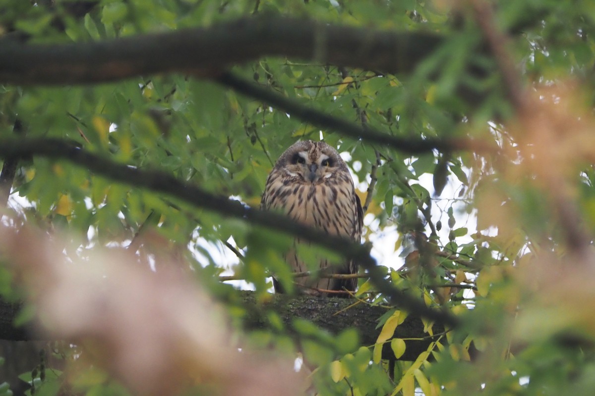 Short-eared Owl - ML646405231
