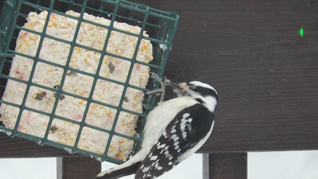 Downy Woodpecker - ML646405232