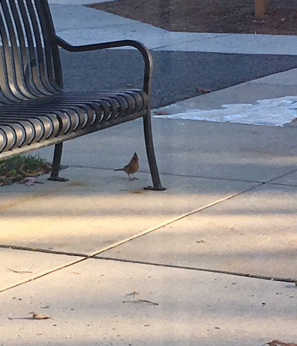 Northern Cardinal - ML646405233