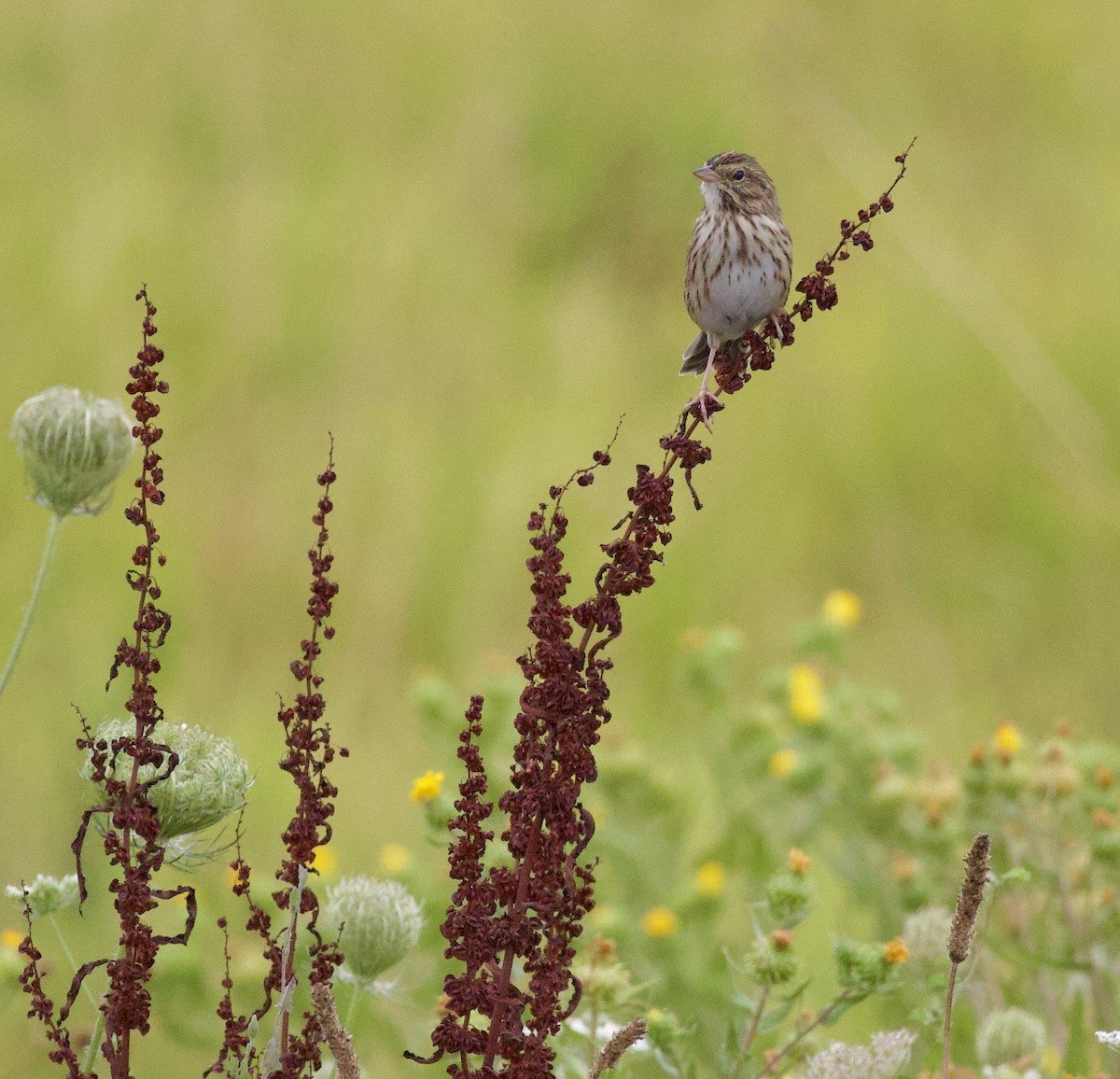 Savannah Sparrow - ML646405234