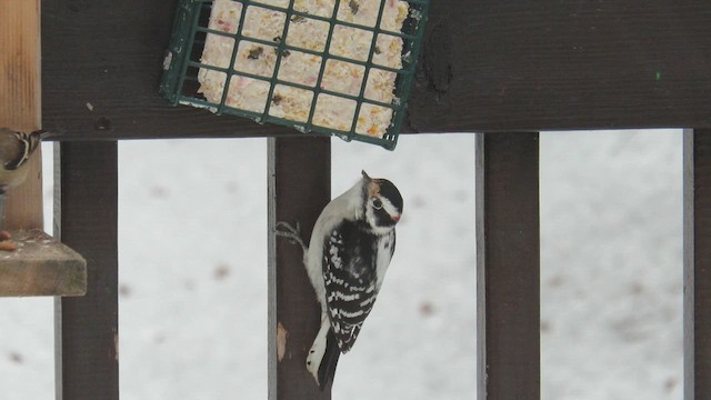 Downy Woodpecker - ML646405235