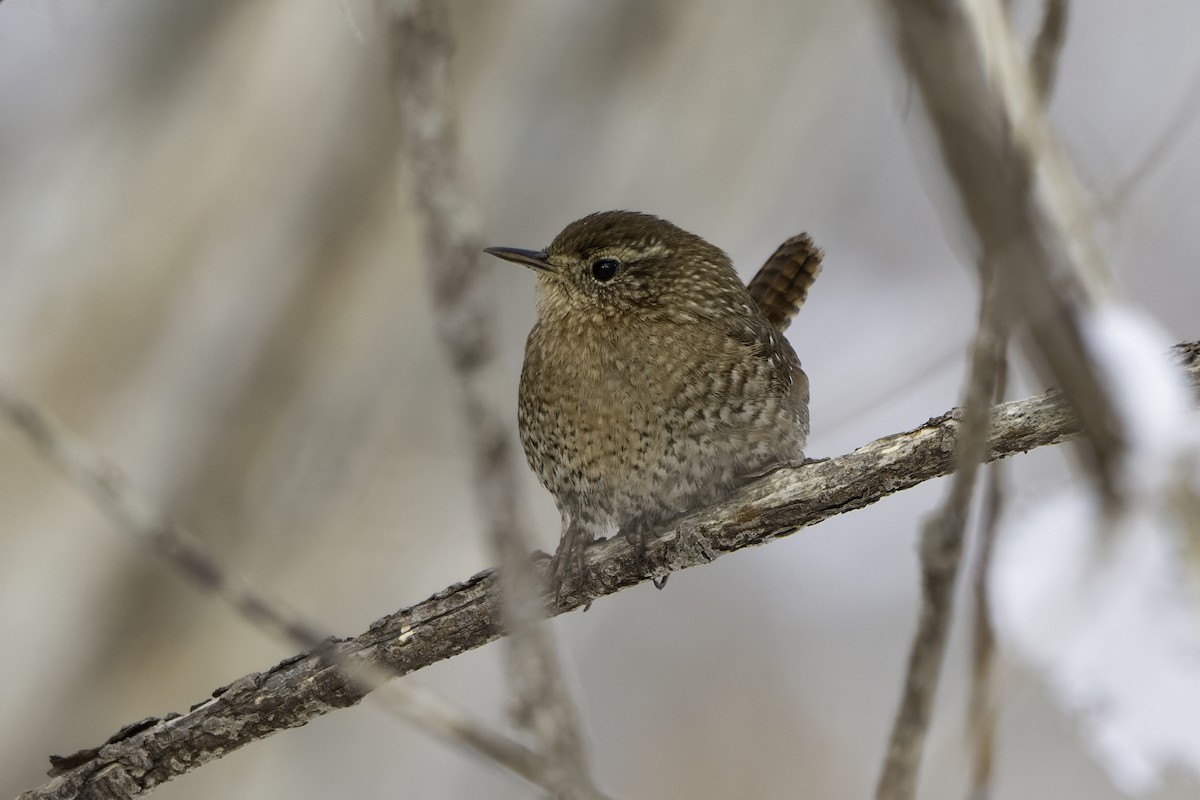 Winter Wren - ML646405236