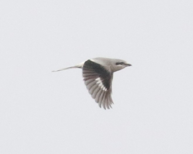 Antzandobi boreala - ML646405239