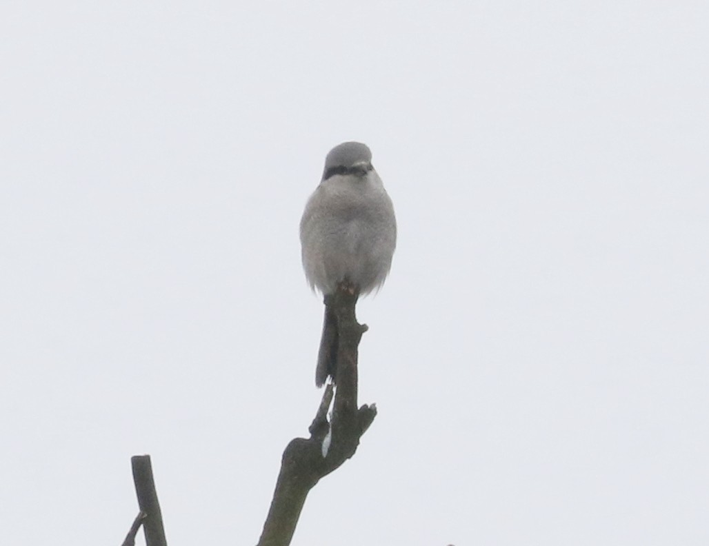 Antzandobi boreala - ML646405240