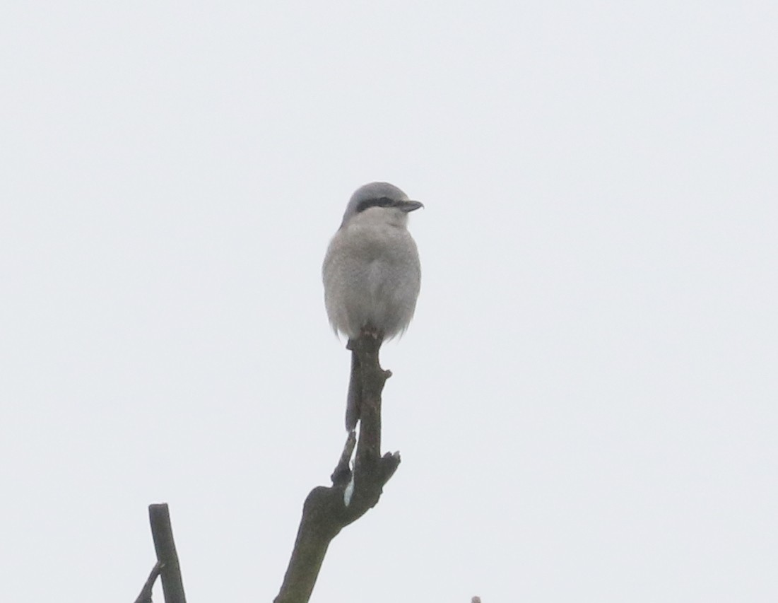 Antzandobi boreala - ML646405241