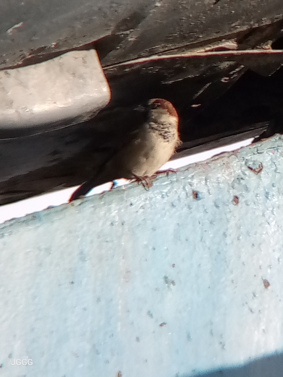 House Sparrow - ML646405242