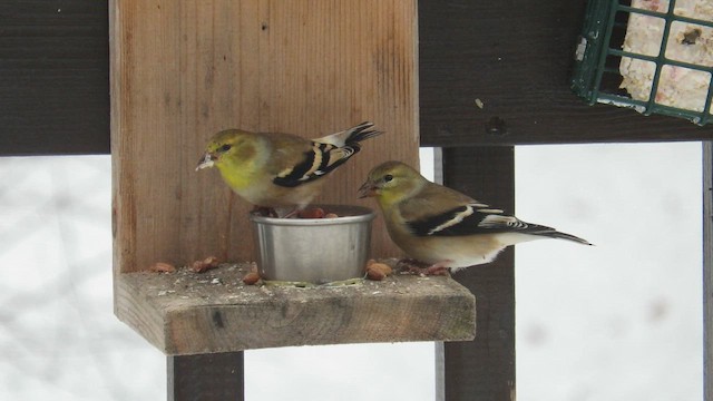 American Goldfinch - ML646405245