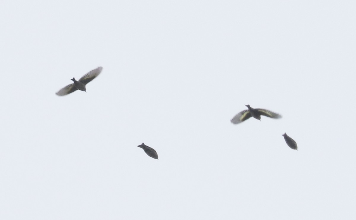 Pine Siskin - ML646405246