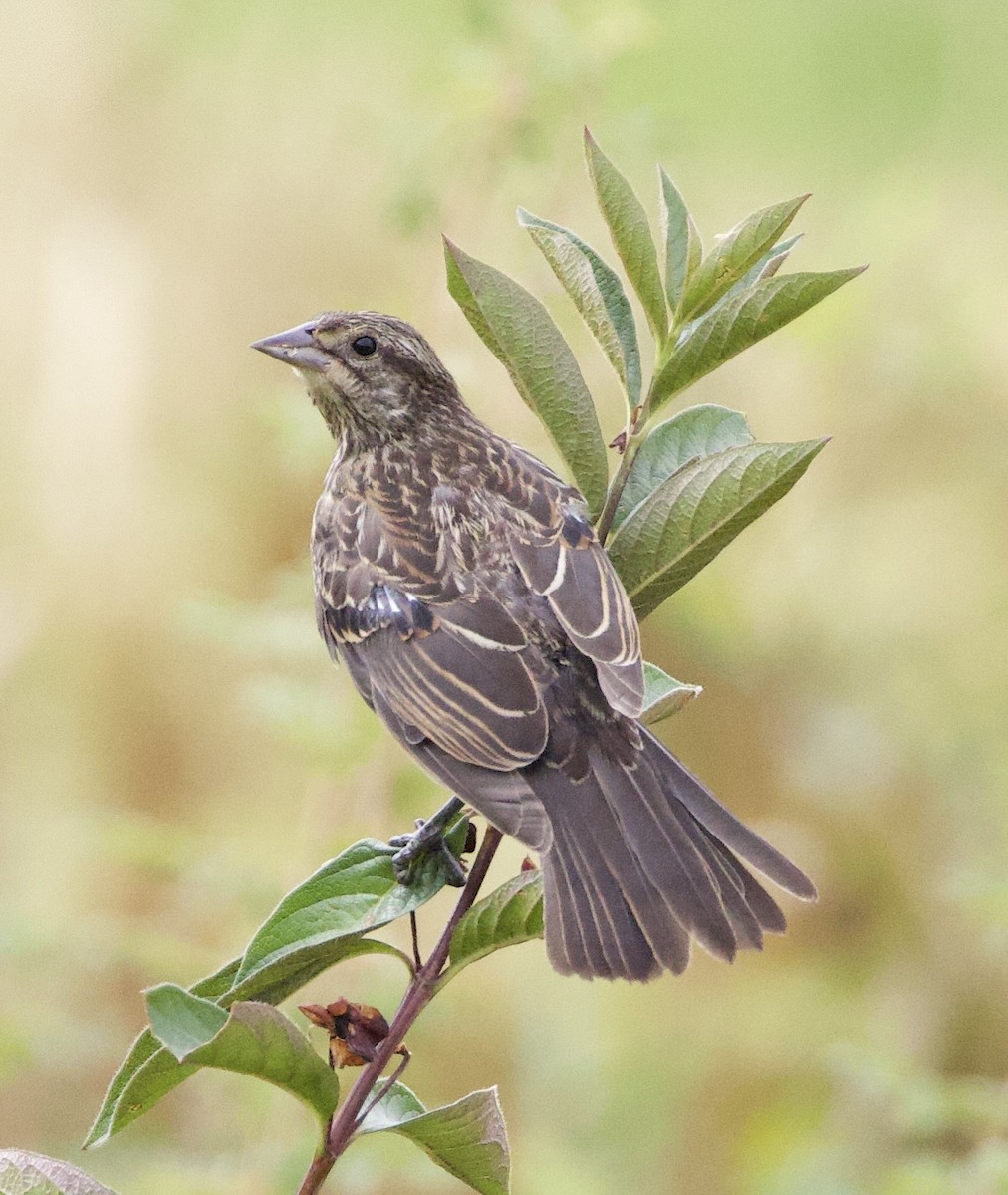 Red-winged Blackbird - ML646405247