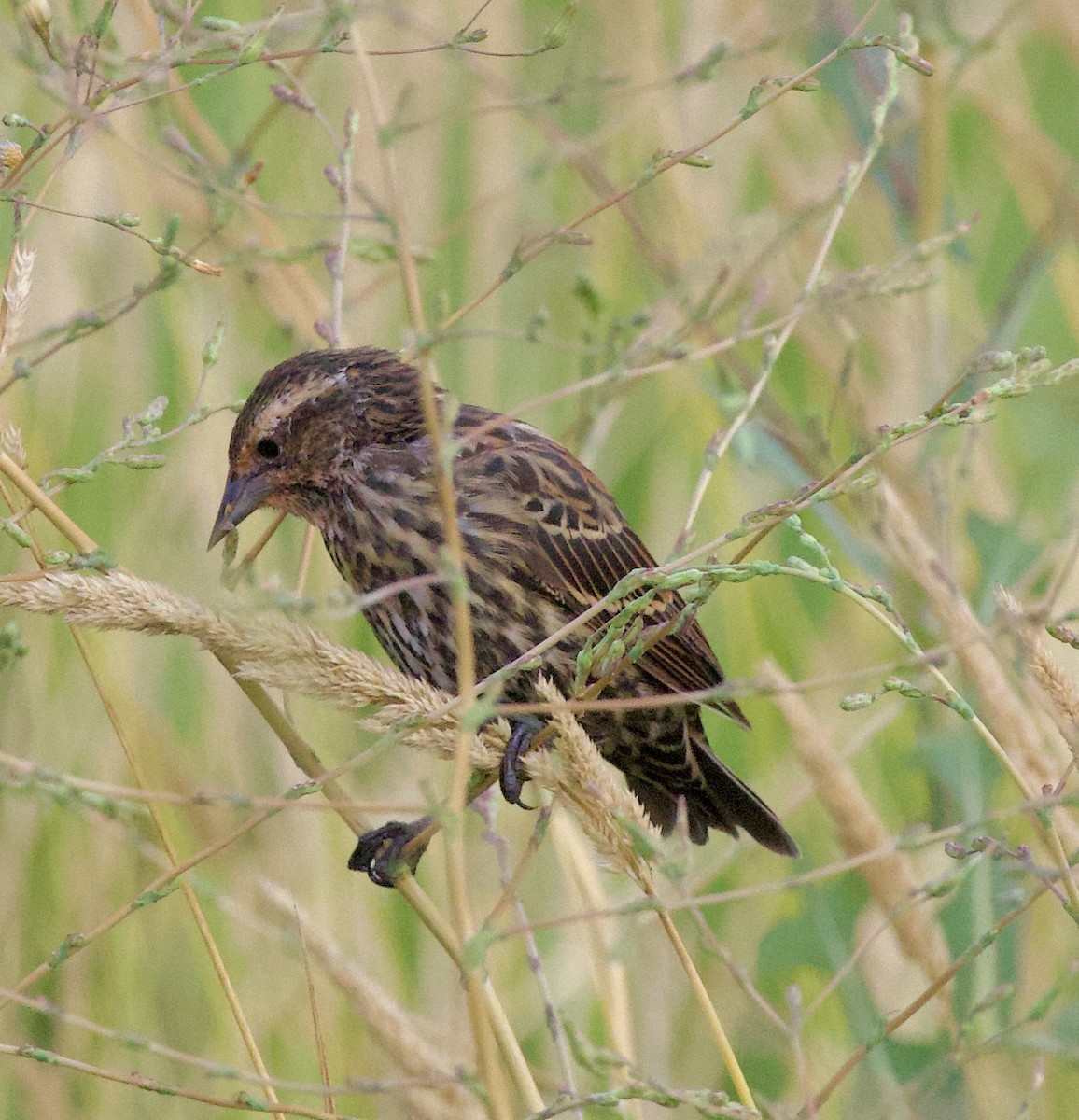 Red-winged Blackbird - ML646405248