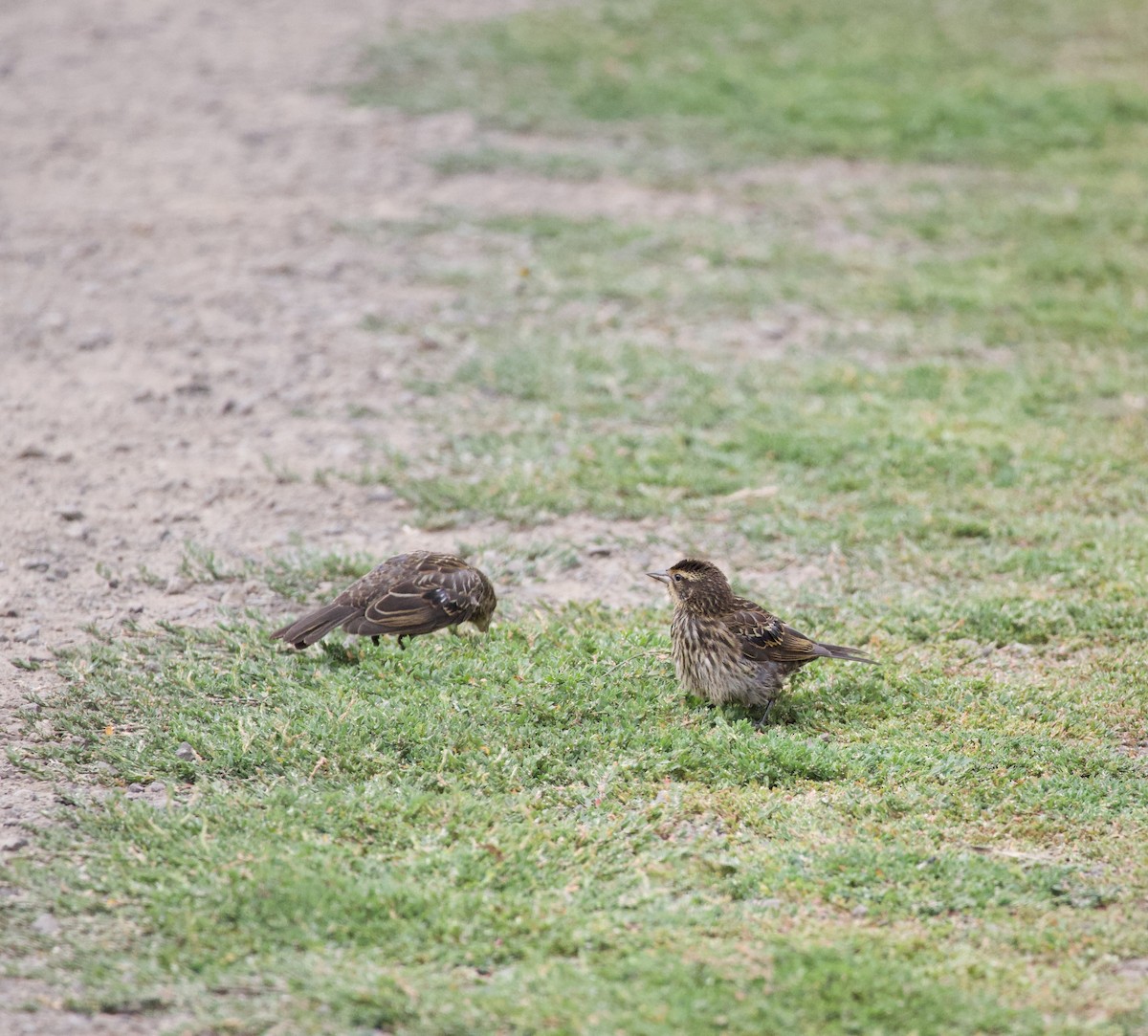 Red-winged Blackbird - ML646405249