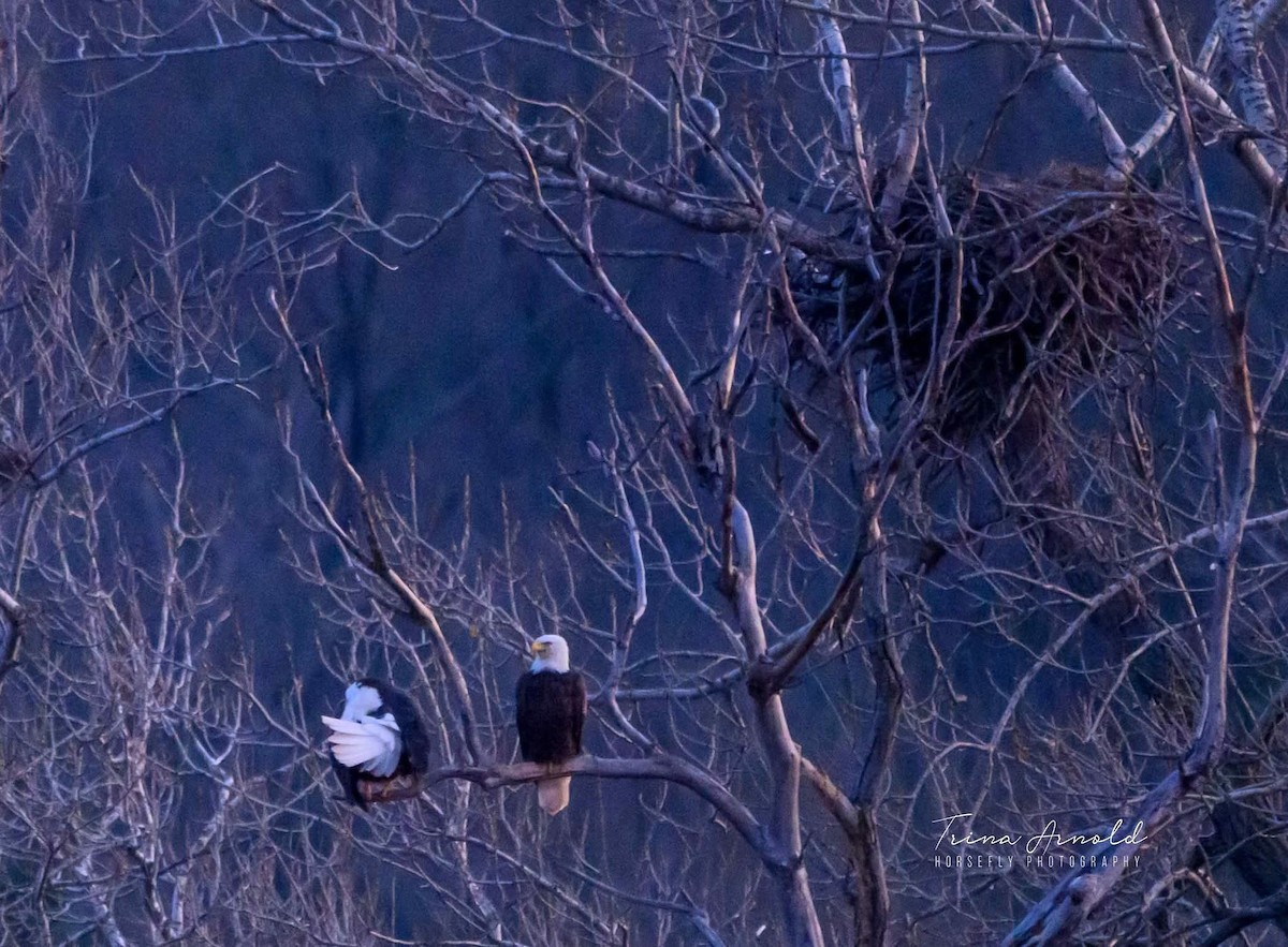 Bald Eagle - ML646405251