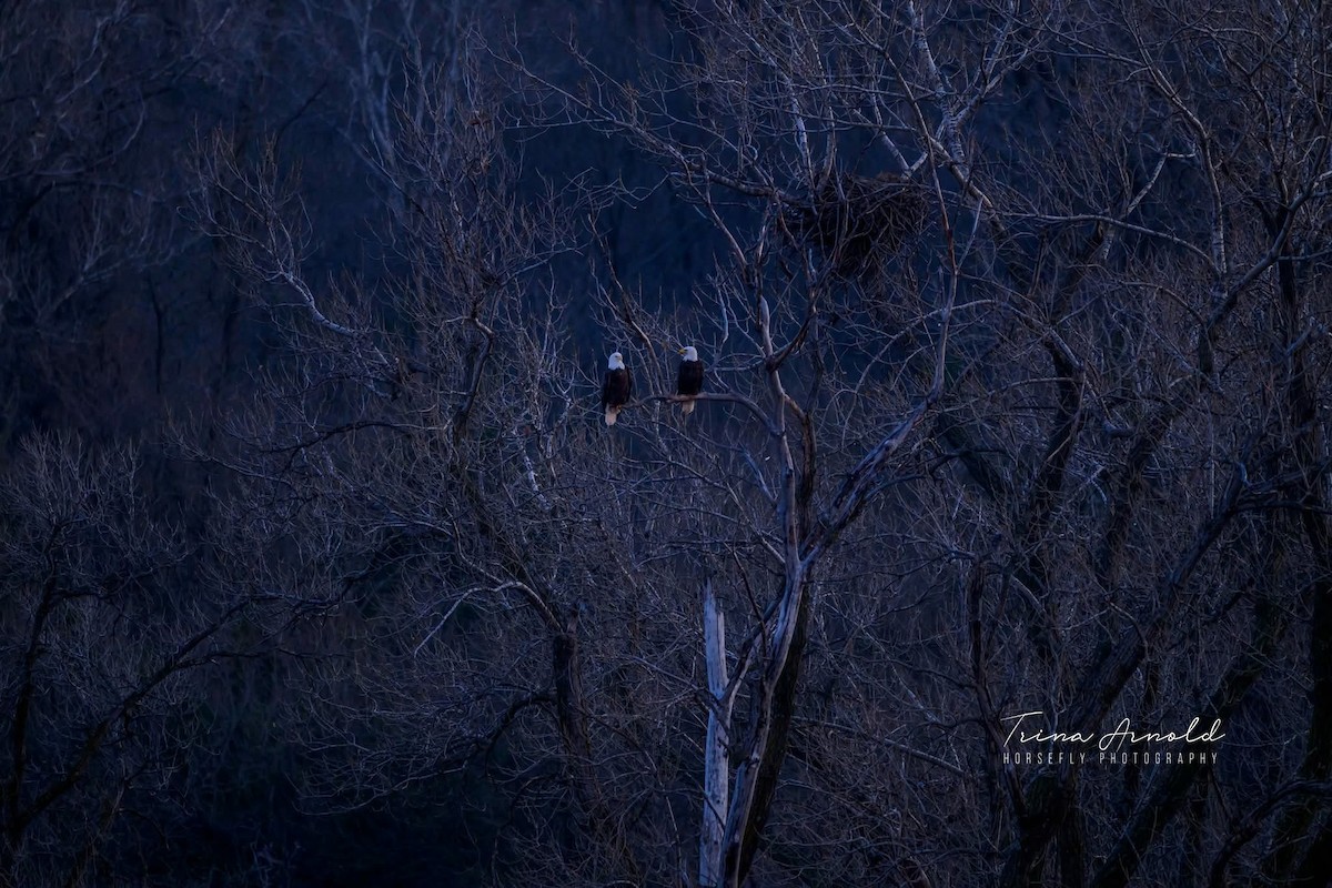Bald Eagle - ML646405252