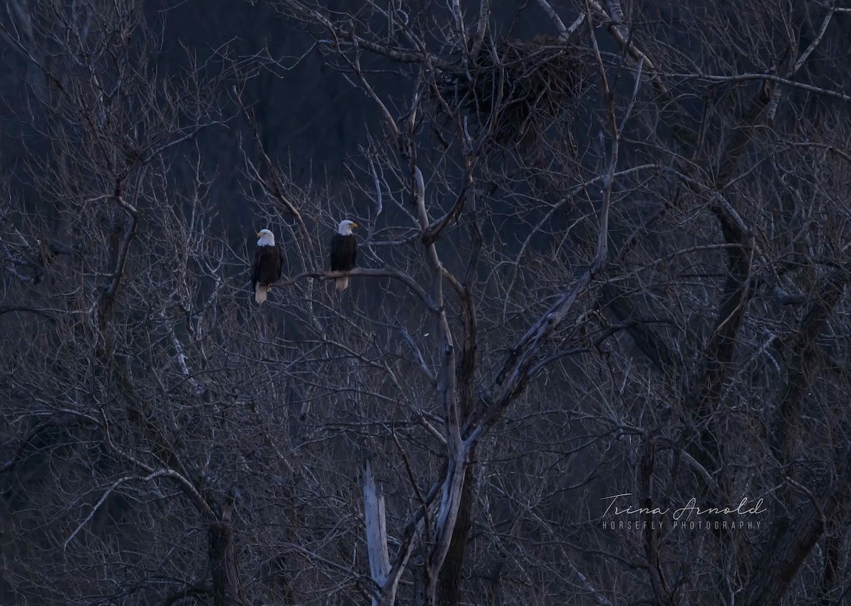 Bald Eagle - ML646405253