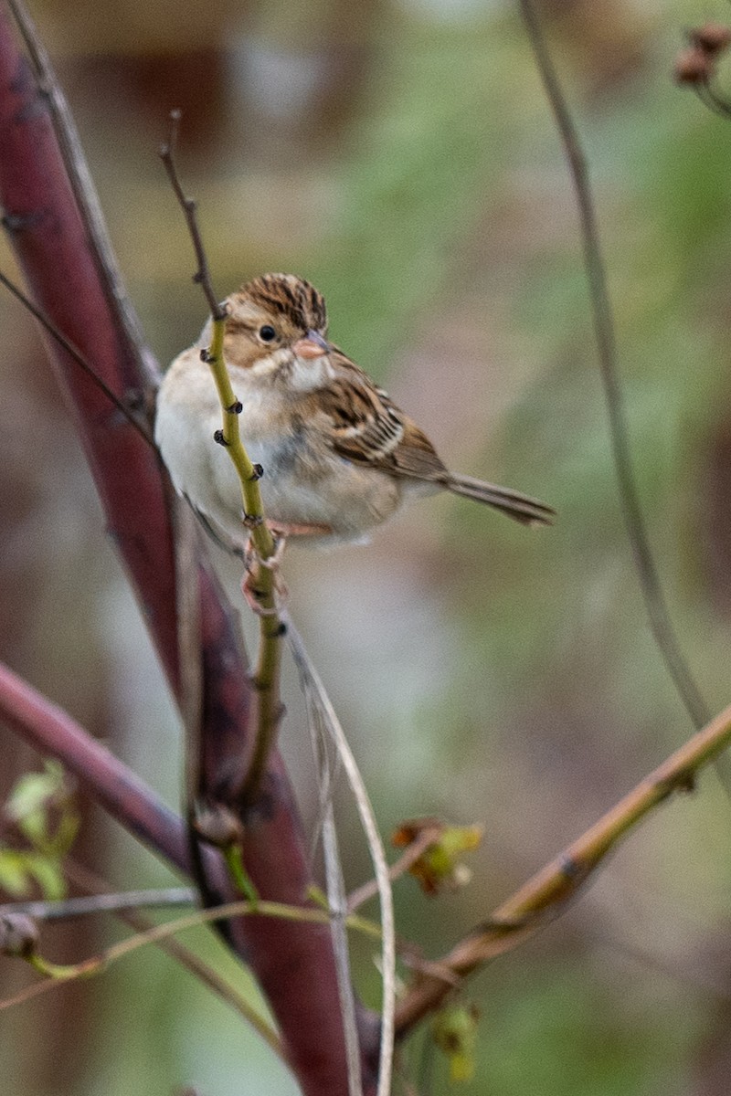 Clay-colored Sparrow - ML646405254