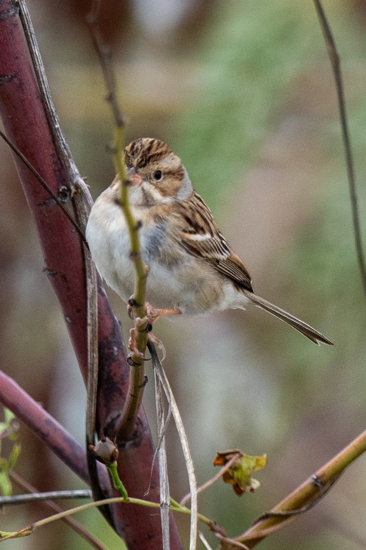 Clay-colored Sparrow - ML646405255