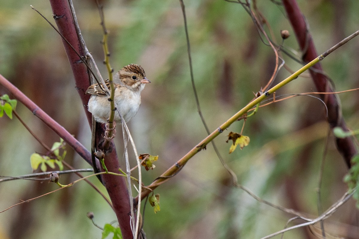 Clay-colored Sparrow - ML646405256