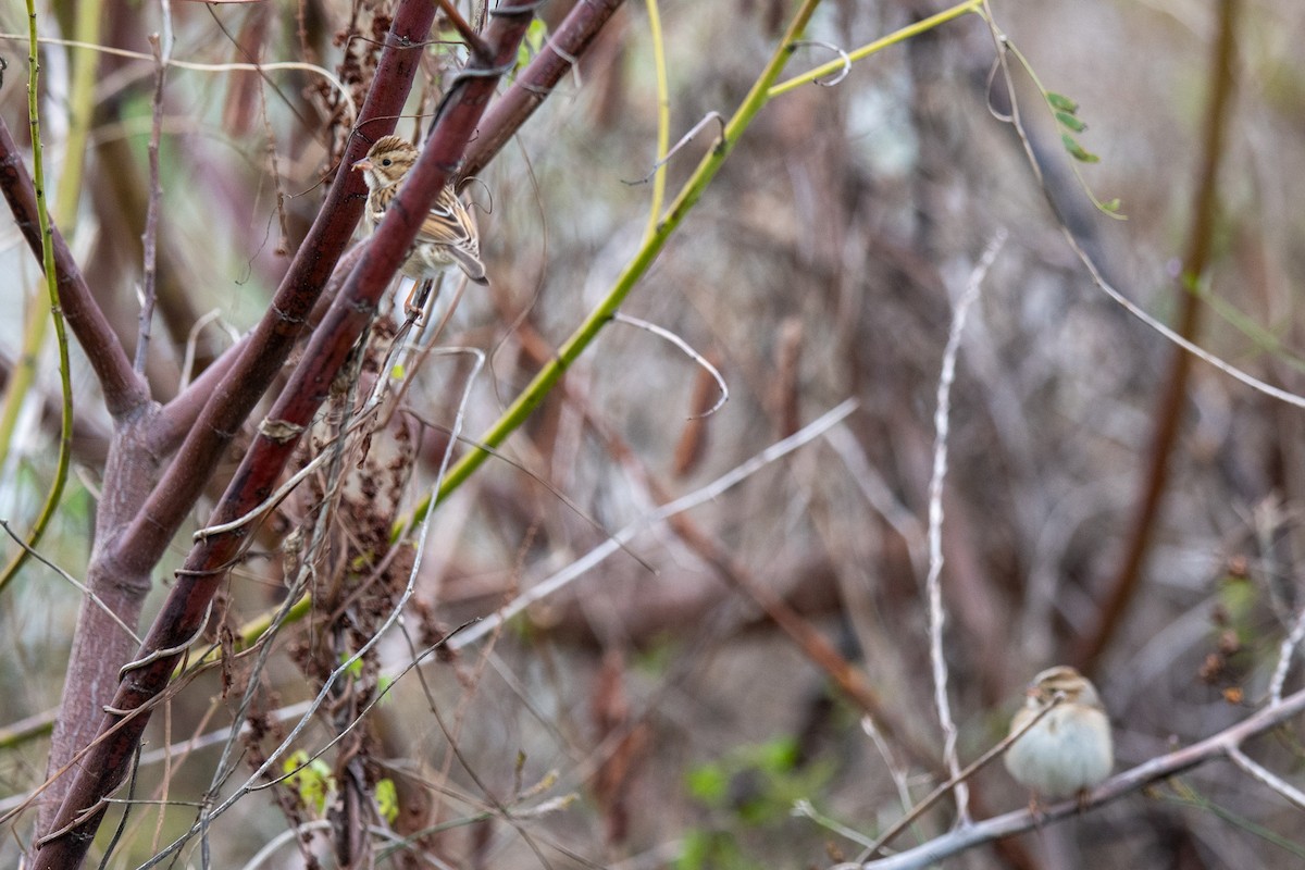 Clay-colored Sparrow - ML646405257