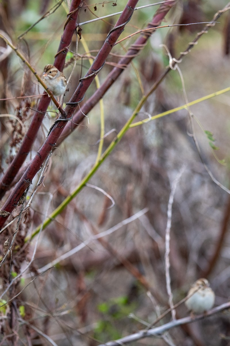 Clay-colored Sparrow - ML646405258