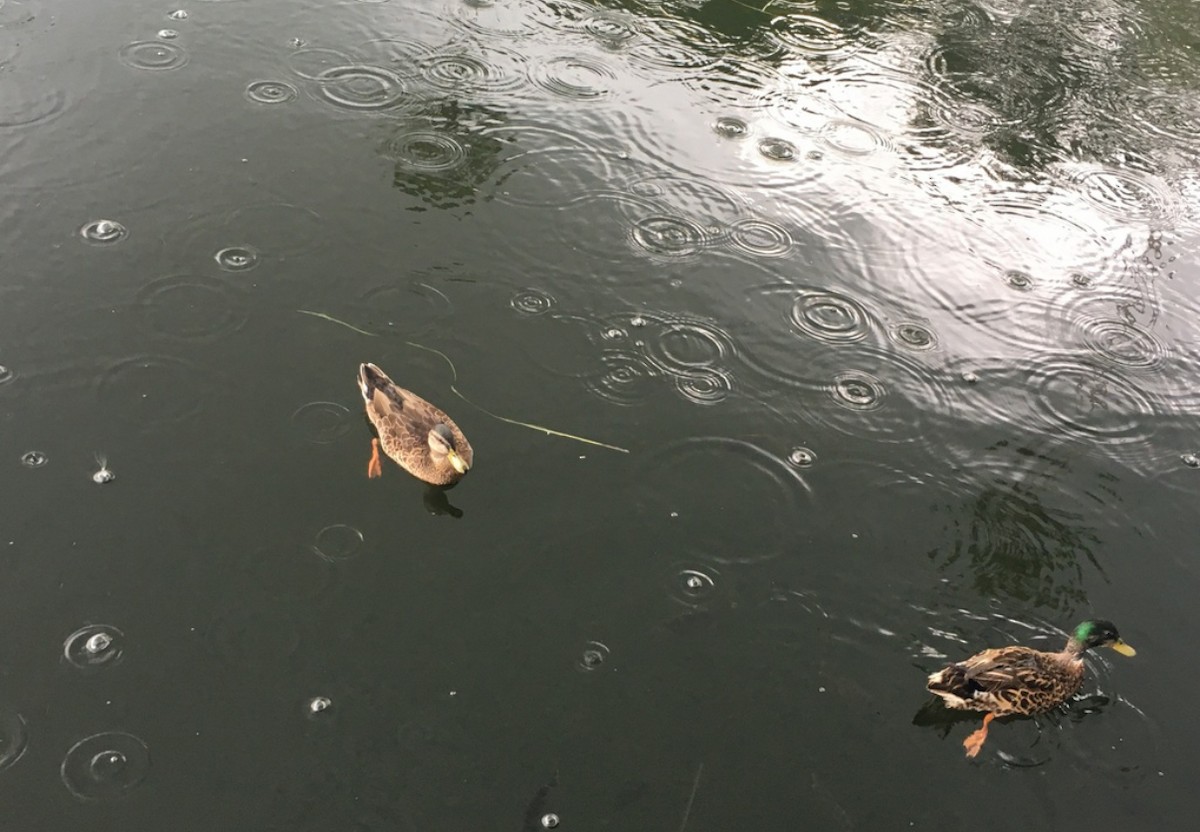 Mallard - ML646405259