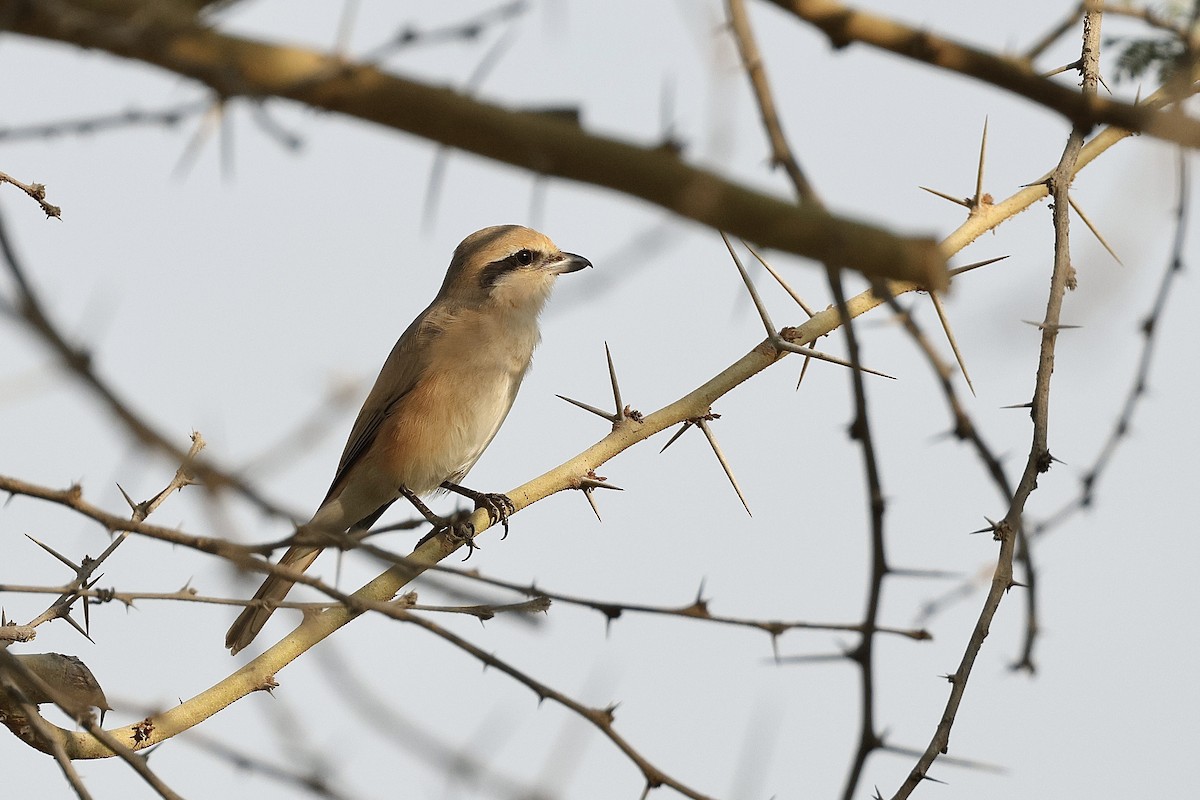 Isabellwürger - ML646405261