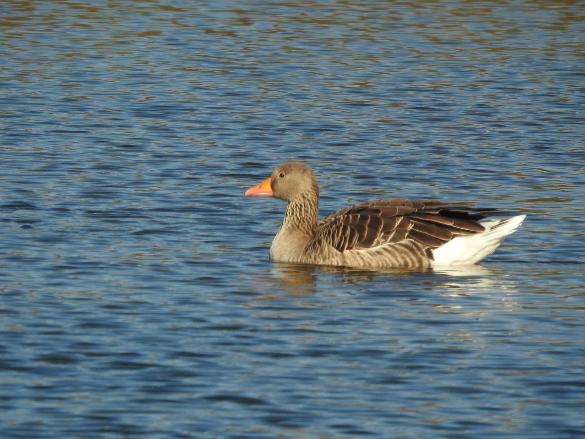 Graylag Goose - ML646405262