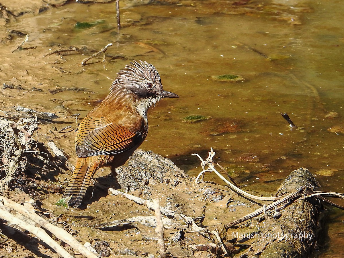 Hoary-throated Barwing - ML646405263