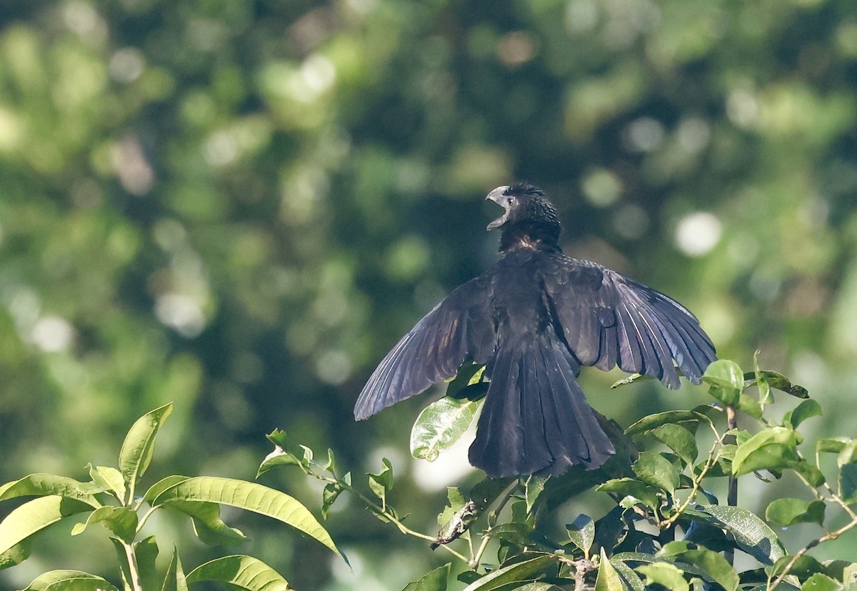 Smooth-billed Ani - ML646405264