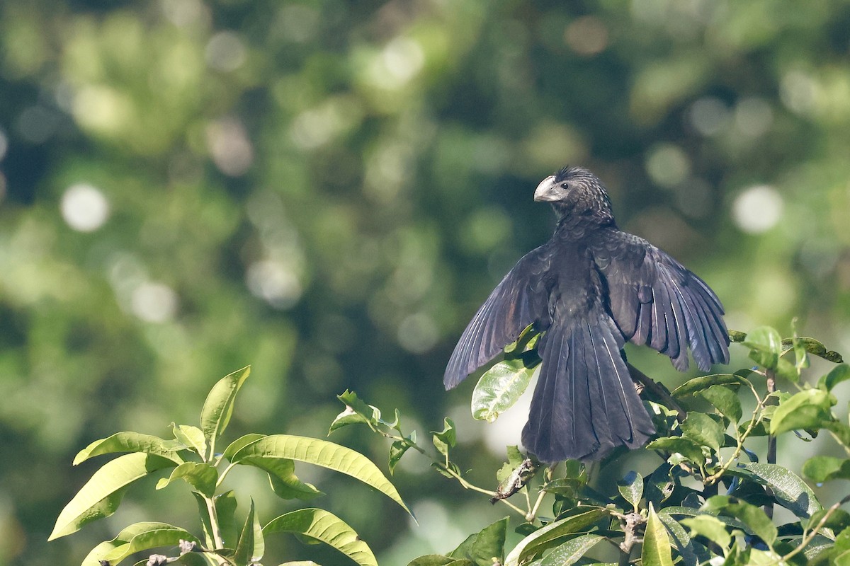 Smooth-billed Ani - ML646405265