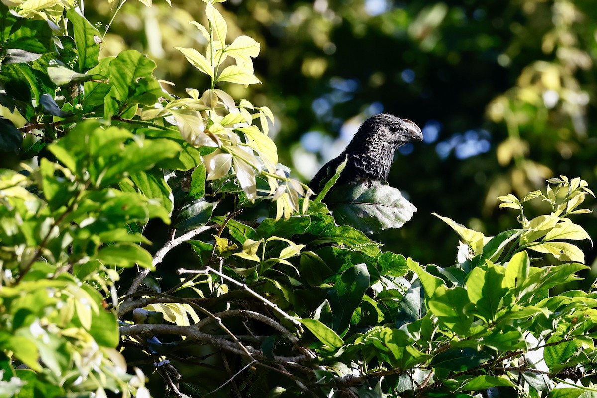 Smooth-billed Ani - ML646405266