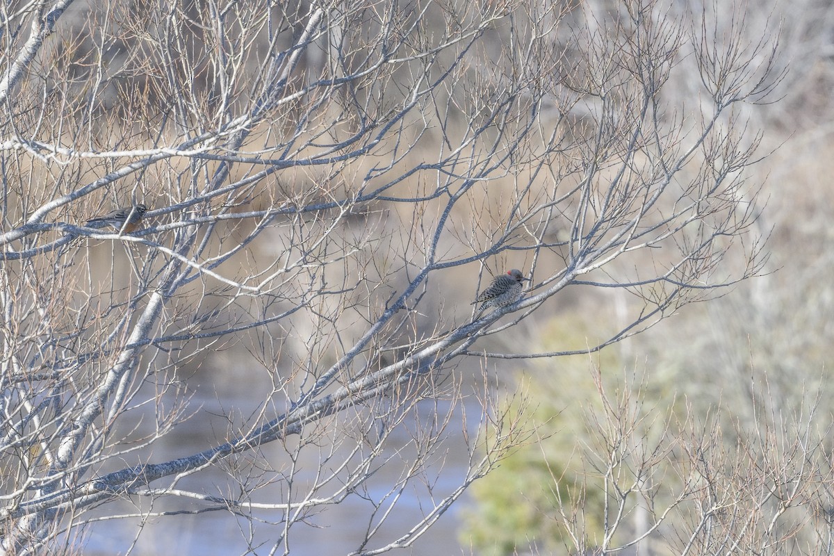 Northern Flicker - ML646405269