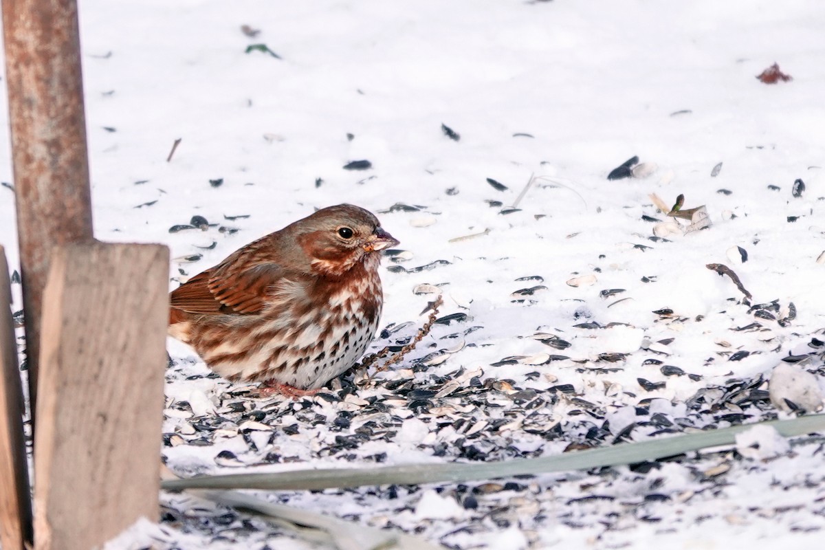 Fox Sparrow - ML646405270
