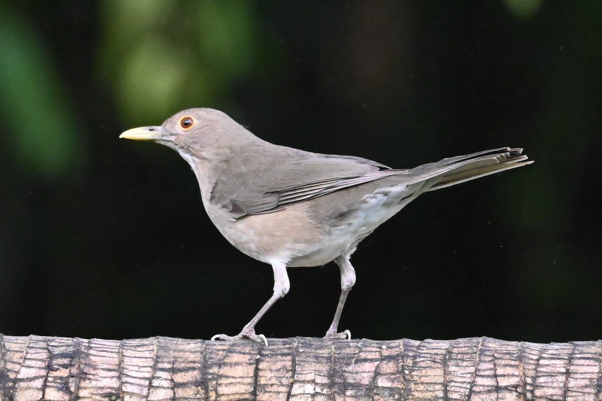 Ecuadorian Thrush - ML646405271