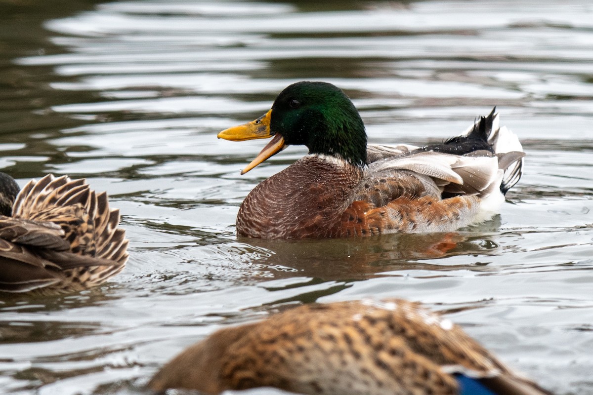 Mallard - ML646405273