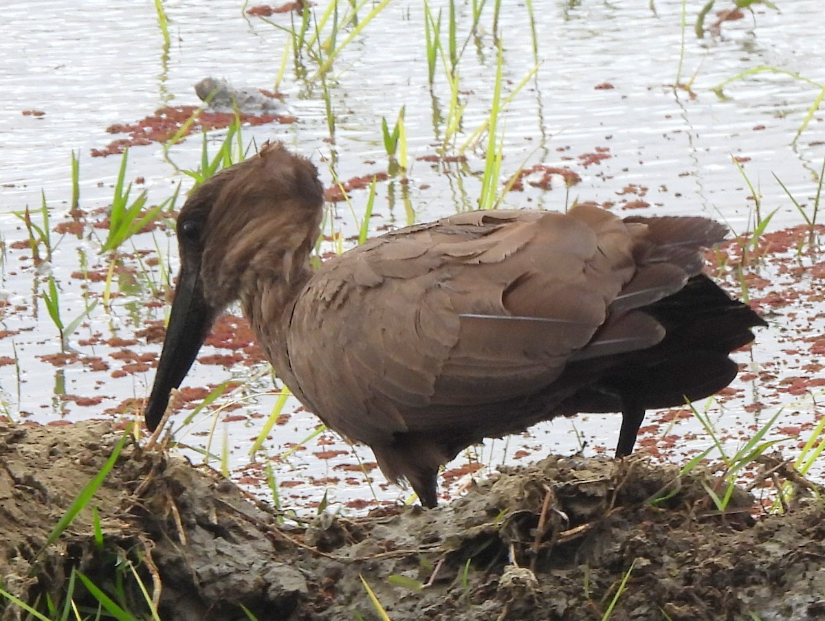 Hamerkop - ML646405274